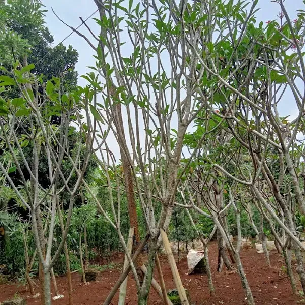 kamboja bali kuning